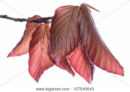 Twig with beech tree leaves isolated on white background
