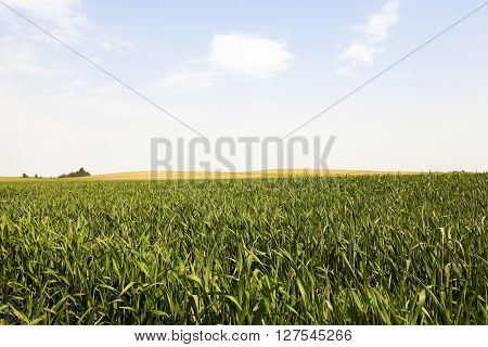 Photographed Immature Green Grass In The Summer, Blue Sky
