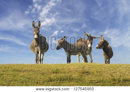 Drove of donkeys playing in the green meadow