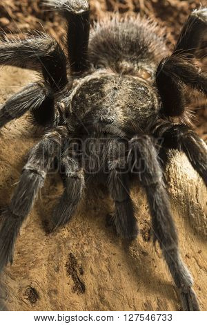 Closeup of mexican black velvet poisonous tarantula