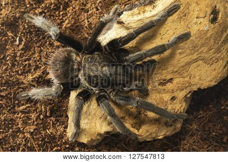 Mexican red rump poisonous tarantula Brachypelma vagans