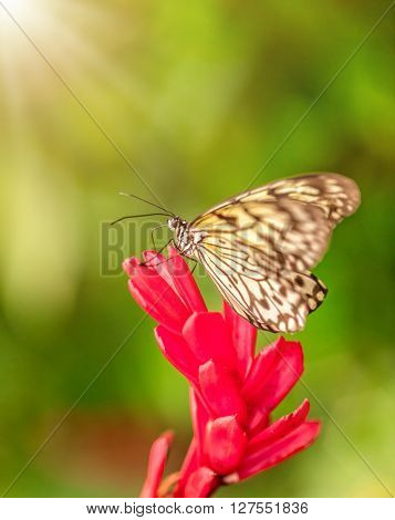 Closeup butterfly Large Tree Nymph on blossom