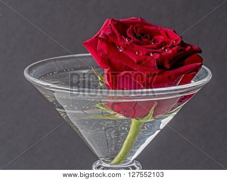 Red rose in cocktail glass with water