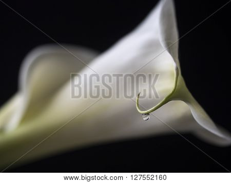 Zantedeschia aethiopica calla lily It is a rhizomatous herbaceous perennial plant evergreen where rainfall and temperatures are adequate