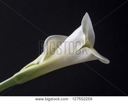 Zantedeschia aethiopica calla lily It is a rhizomatous herbaceous perennial plant evergreen where rainfall and temperatures are adequate