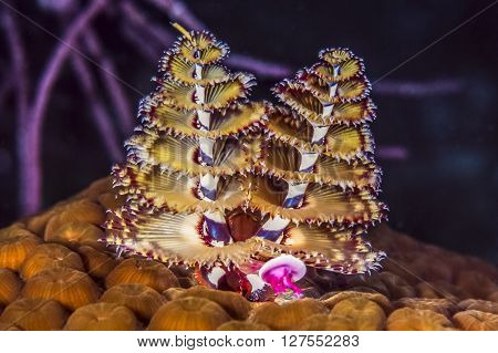 Spirobranchus giganteus Christmas tree worms extended on coral reef