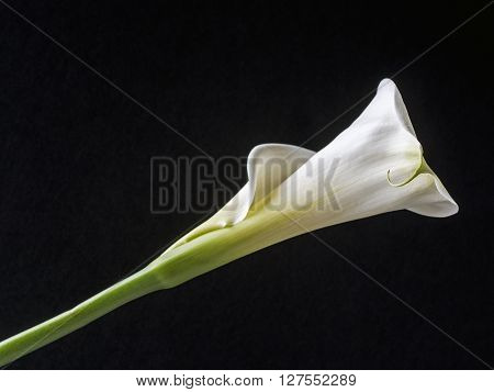 Zantedeschia aethiopica calla lily It is a rhizomatous herbaceous perennial plant evergreen where rainfall and temperatures are adequate