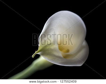 Zantedeschia aethiopica calla lily It is a rhizomatous herbaceous perennial plant evergreen where rainfall and temperatures are adequate