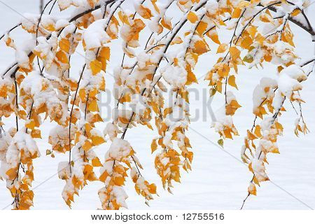 Coberta de neve