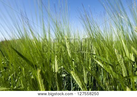 Photographed Immature Green Grass In The Summer, Blue Sky