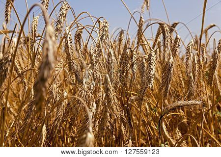Agricultural Field On Which Grow Up Ready To Harvest Ripe Yellow Cereals