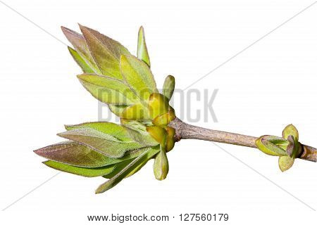 Young Green Leaves On The Branch. White Background.