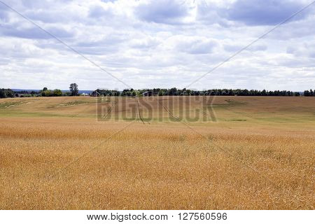 Photographed Agricultural Field On Which Grow Cereals, Wheat