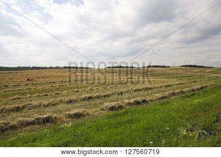 An Agricultural Field, Which Carried Out The Rape Harvest, Summer,