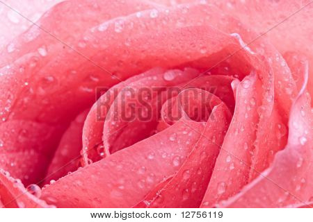 Close-up da rosa petails rosa
