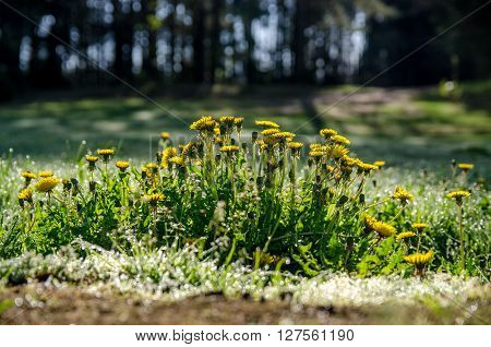 dandelions in the spring on the edge of a pine forest