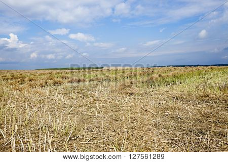 An Agricultural Field, Which Carried Out The Rape Harvest, Summer,