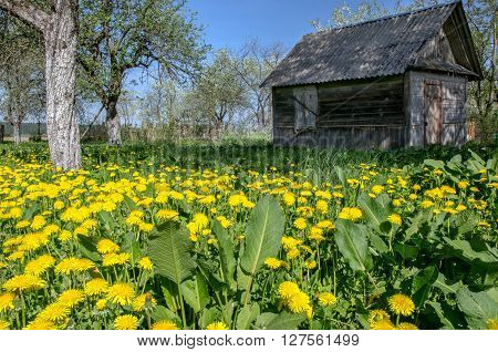 Field of dandelions in an old apple orchard
