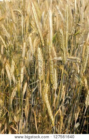 Agricultural Field On Which Grow Ripe Cereals