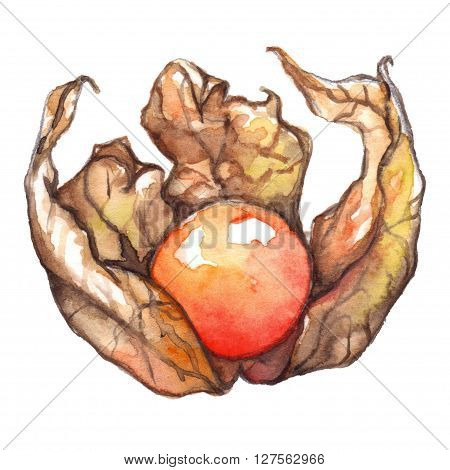 Watercolor hand drawn physalis winter cherry cape gooseberry fruit berry isolated