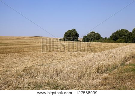 Agricultural Field Where Cereal Harvest Remained Strip With Uncollected Wheat