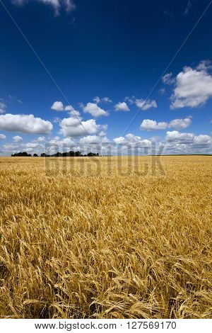Agricultural Field On Which Grow Up Ready To Harvest Ripe Yellow Cereals