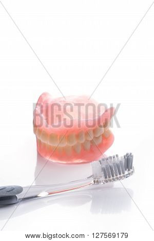 Teeth Model With Toothbrush On White Background