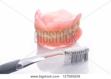 Teeth Model With Toothbrush On White Background