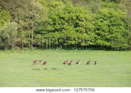 herd of moufflon