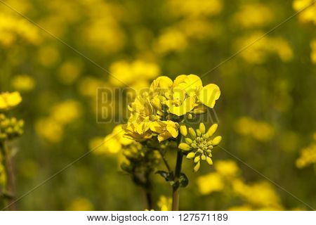 Photographed Close Up Yellow Rapeseed Flowers In Spring Season