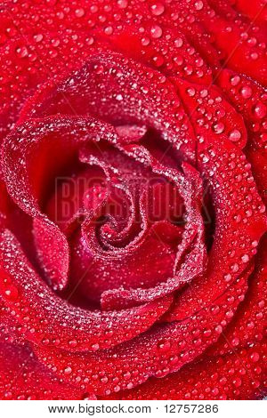Close-up de vermelho petails rosa coberto de orvalho