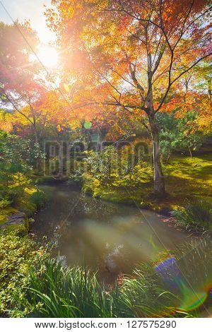 The warm autumn sun shining through colorful treetops in park in Kyoto, Japan.