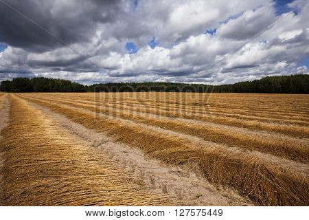 Agricultural Field On Which Was Recently Removed Flax. Autumn