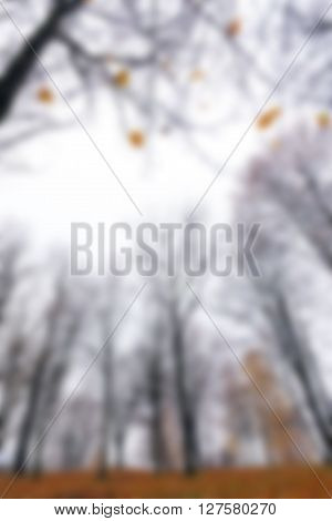 park in the autumn, during cloudy weather, late autumn, defocused