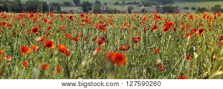 Stitched Panorama. Summer view of blooming red poppies