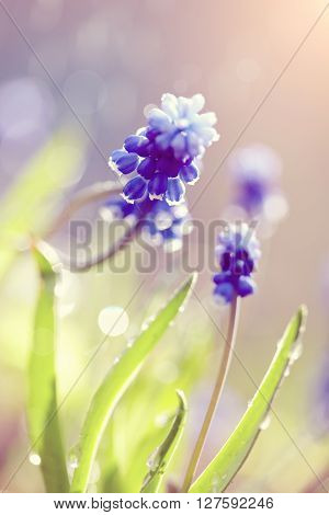 Blue flowers of a muskari lit with the sun.