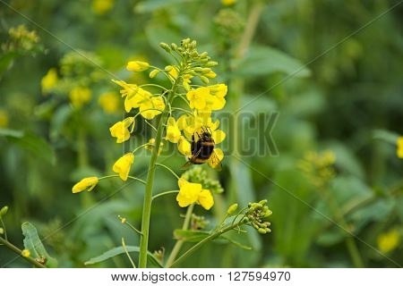 Thick bumblebee on yellow rapeseed plant in rapeseed field