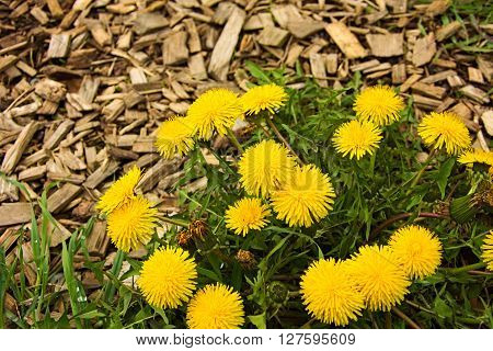 Bright yellow dandelion plant on brown peat