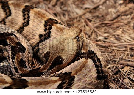 Closeup of a curled up black and brown Rattlesnake.