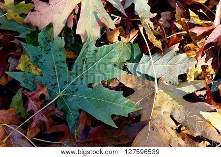 Piled up Autumn leaves on the ground.