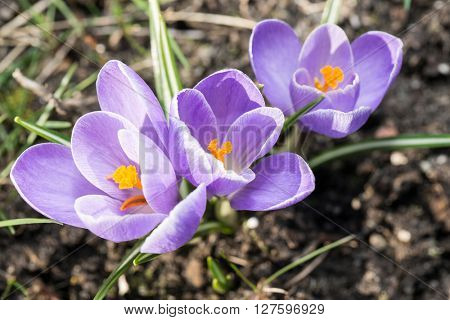 Crocus -blomming spring flowers.