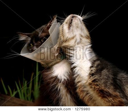 Vieux chats