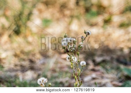 Old white flowers that bloom until wilted. Near death on dry orange background blurred.