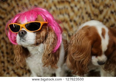 King Charles Spaniels wearing a Hot Pink Wig with yellow sunglasses and a silver hat for a dog fashion shoot. 