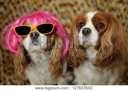 King Charles Spaniels wearing a Hot Pink Wig with yellow sunglasses and a silver hat for a dog fashion shoot. 