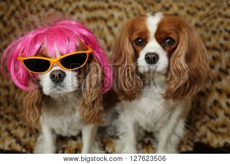 King Charles Spaniels wearing a Hot Pink Wig with yellow sunglasses and a silver hat for a dog fashion shoot. 