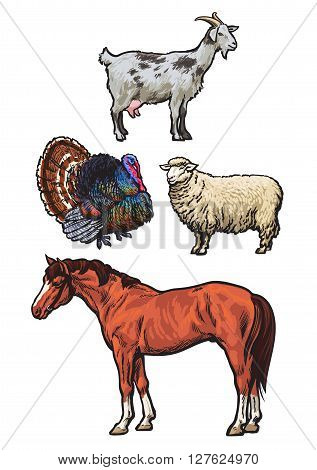 Farming, pets, set of cattle from a village, horse, goat, turkey, sheep, Set of colored animals isolated on a white background, animal sketch hand-drawn, realistic animal products for sale