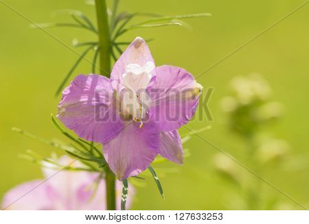 Single bloom of a light purple Larkspur