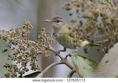 Migrating Red-eyed Vireo Perched In A Tree - Panama