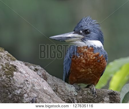 Ringed Kingfisher Perched In A Tree - Panama